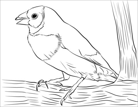 Gouldian Finch Coloring Page